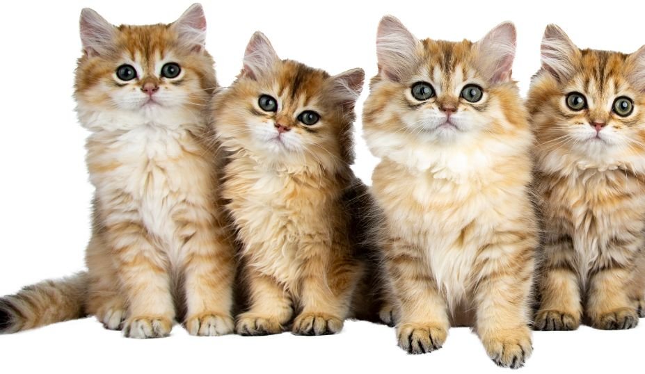 Other Popular Female Cat Names 2025 